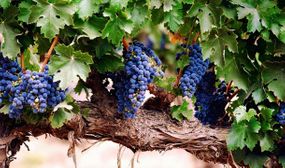 3 x Grape Plants Mixed (White/Blue/Red)