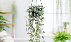 String of Hearts 'Ceropegia Woodii' hanging plant