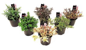 Set of 6 Hebe Shrubs