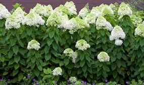 Set of 2 Hydrangea Paniculata - 5 Variants