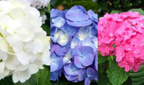 3x Hydrangea Macrophylla - 3 Colours