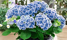 3 Hydrangea Bicolor - blue/white or pink/white