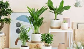 Set of 4 Trendy Indoor plantplants