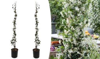 2 x XL Tuscan Jasmin on Stick