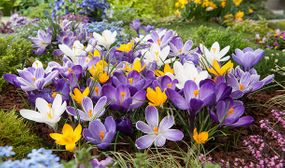 Crocus (Large Flowering Mix, Pickwick, White) - Set of 30