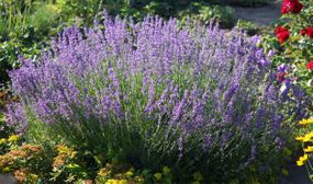 6 x Lavender Plants