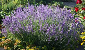 6 x Lavender Plants