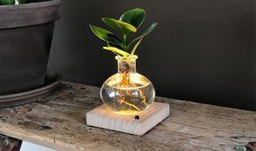 Mini Clusia plant in glass with LED light - Hydrophonics