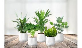 Set of 5 Air purifying plants