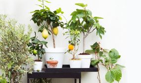 4 x Mediterranean Fruit Trees