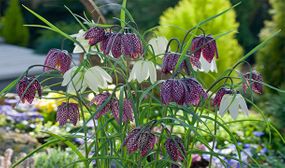 Fritillaria Meleagris Mix - set of 30 or 60