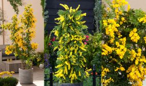 3 x Acacia Dealbata Mimosa Plants