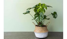 Large Monstera Deliciosa 'Swiss Cheese' plant