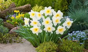 Narcissus Mount Hood - set of 15 or 30