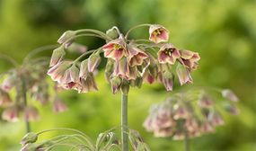 Allium Nectaroscordum x30