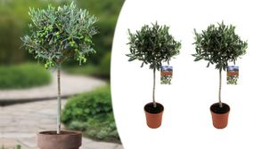 2 x XL Olea Europaea Olive Trees - 90-100cm Trunk