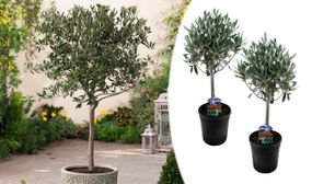 2 x Olea Europaea Olive Trees - 40-50cm Trunk