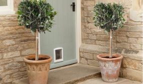 2 x XL Olea Europaea Olive Trees - 90-100cm Trunk