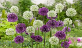 Allium 'ornamental onions' bulbs - mix of 80