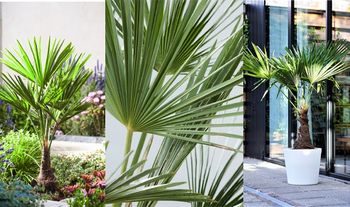 Azian Windmill Palm (Trachycarpus Fortunei)