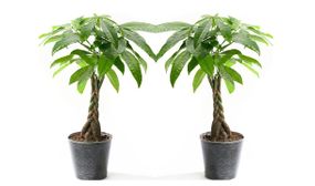 2 x Pachira 'Moneytrees'