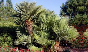 European Dwarfpalm (Chamaerops Humilis)