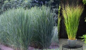 2 x XL Panicum 'Northwind' Grasses