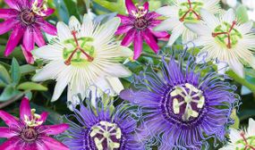 Passiflora Plants - Mix of 3