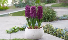 Hyacinthus Pastel Mix - set of 20