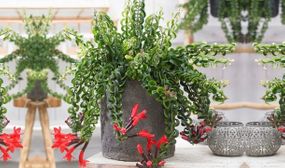 Aeschynanthus 'Twister' hanging plant