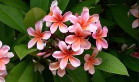 Plumeria 'Frangipani' Hawaii 