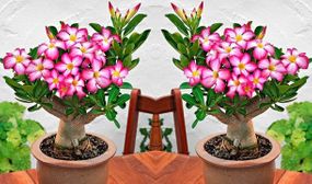 2 Adenium Desert Rose