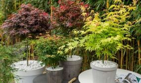 4 Japanese Maples mixed