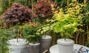 4 Japanese Maples mixed