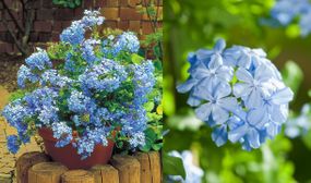 3 x Plumbago Plants