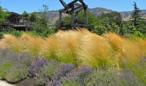 6 x Stipa Ponytails Grass