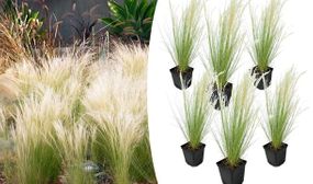 6 x Stipa Ponytails Grass