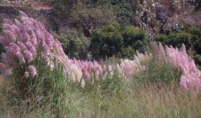 3 x Pink Pampas Grasses (Cortaderia)