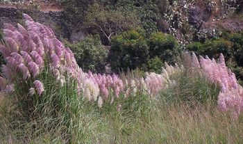 3 x Pink Pampas Grasses (Cortaderia)