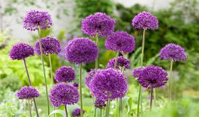 Allium Purple Sensation x30