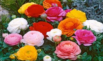 Ranunculus Mix NJ - set of 80