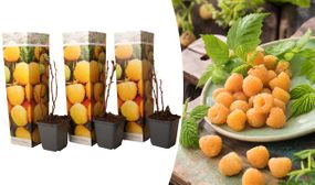 3 x Yellow Raspberry Plants 'Rubus Ideaus Fallgold'