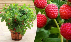 Raspberry Shrub - set of 3