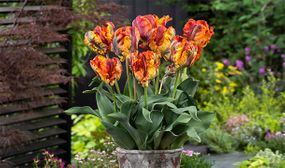 Tulipa Rasta Parrot - set of 15 or 20