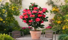 Camellia japonica 'japanese rose' - set of 2