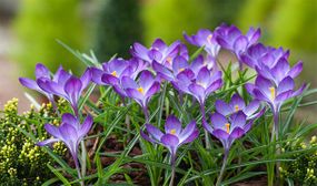 Crocus Ruby Giant - set of 100 or 200