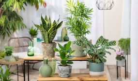 Set of 4 Easy-Care indoor plants
