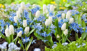 Scilla Siberica - set of 50