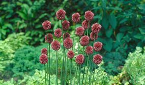 Allium Sphaerocephalon x100 or x200