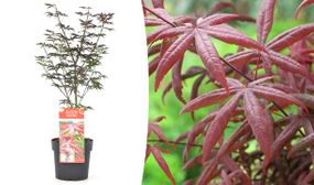 Japanese Maple Acer 'Starfish'